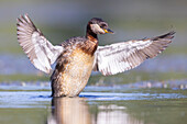  Red-necked grebe, Podiceps grisegena, adult grebe flapping its wings, Schleswig-Holstein, Germany 