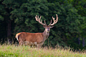  Red deer, Cervus elaphus, red stag with velvet antlers, summer, Denmark 