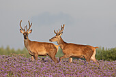 Rotwild, Cervus elaphus, Rothirsche in einer Blumenwiese, Skane, Schweden