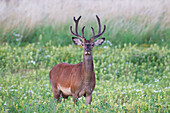 Rotwild, Cervus elaphus), Rothirsch in einer Wildwiese, Provinz Schonen, Schweden