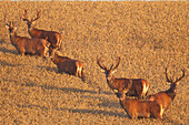  Red deer (Cervus elaphus) in a grain field, Scania Province, Sweden 
