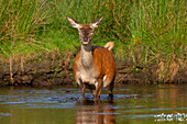  Red deer, Cervus elaphus, crossing a stream, Schleswig-Holstein, Germany 