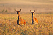  Red deer, Cervus elaphus, in a rapeseed field, Scania Province, Sweden 
