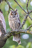  Long-eared Owl, Asio otus, adult owl perched in a tree, Schleswig-Holstein, Germany 