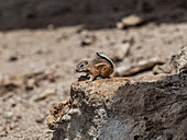 Wild chipmunk in California - USA