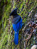 Blue jay in Big Sur State Park, California, USA