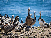 Pelicans at Point Lobos State Natural Reserve Monteray, California, USA