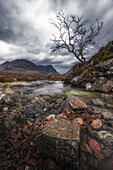  A small stream with a small tree on its bank in the mountains of the Scottish Highlands, Glencoe. Dark cloudy sky. 