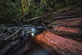Schlucht Devil's Pulpit moosbedeckt, Baumwurzel im Wasser. Ein umgestürzter Baum liegt über dem kleinen Fluss, Schottland, Großbritannien