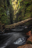 Die enge Schlucht Devil's Pulpit moosbedeckt. Ein umgestürzter Baum liegt über dem kleinen Fluss, Schottland, Großbritannien