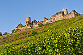  View up to Thurant Castle, Alken, Moselle, Rhineland-Palatinate, Germany 