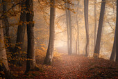  Morning mood in a beech forest in autumn south of Munich, Bavaria, Germany, Europe 