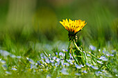  Dandelions and forget-me-nots in a meadow in sunlight, Bavaria, Germany, Europe 