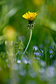  Dandelions and forget-me-nots in a meadow in sunlight, Bavaria, Germany, Europe 