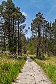 Wanderer auf dem Bohlenweg durchs Moor zwischen Steingaden und der Wieskirche, Steingaden, Oberbayern, Bayern, Deutschland