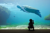 Kind beobachtet Schildkröten in Kelonia, Observatorium für Meeresschildkröten. Saint-Leu. Insel Réunion, Überseedepartement von Frankreich, Indischer Ozean