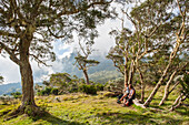 Wanderer ruhen im Wald der Hochlandtamarine (Acacia heterophylla). Insel Réunion, Übersee-Departement von Frankreich, Indischer Ozean