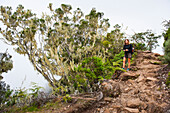 Woman on a footpath in a Highland tamarins (Acacia heterophylla) forest. Mafate cirque. Reunion island,overseas departement of France,Indian Ocean