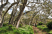 Zwei Frauen wandern in einem Wald, Hochlandtamarinen (Acacia heterophylla). Mafate Cirque. Insel Réunion, Überseedepartement von Frankreich, Indischer Ozean