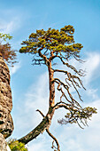  Single pine tree on a sandstone cliff in Saxon Switzerland, Saxony, Germany 