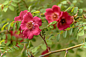 Nahaufnahme Mandarin-Rose (Rosa Moyesii)