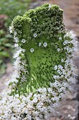  White Viper&#39;s Bugloss, Tenerife, Canary Islands, Spain 