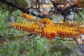 Australische Silbereiche, Teneriffa, Kanarische Inseln, Spanien