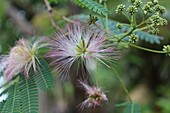 Albizia julibrissin 'Ombrella', Seidenbaum, Teneriffa, Kanarische Inseln, Spanien