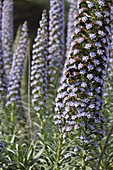 Echium Candicans, Natternkopf, Teneriffa, Kanarische Inseln, Spanien