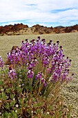 Erysimum scoparium, Goldlack, Teneriffa, Kanarische Inseln, Spanien