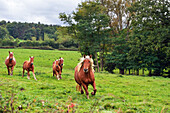 Comtois draft horses in meadow, Livradois-Forez Regional Nature Park,Puy-de Dome department,Auvergne region,France,Europe