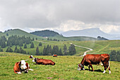 Abondance cows grazing on Semnoz Mountain in the Bauges range,Haute-Savoie department, Rhone-Alpes region, France, Europe