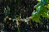Fresh green leaves of vine