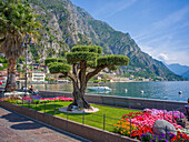  Limone sul Garda, Lake Garda, Brescia, Lombardy, Dolomites, Alps, Northern Italy, Italy, Europe 