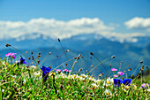  Mountain meadow with gentian and primroses, Hundsalmjoch, Rofan, Tyrol, Austria 