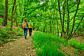  Man and woman hiking on the Rheinsteig through forest, Rheinsteig, Rhenish Slate Mountains, UNESO World Heritage Upper Middle Rhine Valley, Rhineland-Palatinate, Germany 