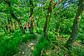 Man and woman hiking on the Rheinsteig through forest, Rheinsteig, Rhenish Slate Mountains, UNESO World Heritage Upper Middle Rhine Valley, Rhineland-Palatinate, Germany 