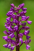  Pink-flowered Marsh Orchid, Anacamptis morio, Corfu Trail, Corfu, Ionian Islands, Greece 