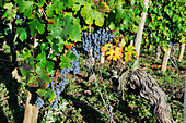 Cabernet grapes,vineyard in Pomerol,Gironde department,Aquitaine region,south-western France,Europe
