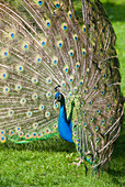 Indian peafowl or blue peafowl (Pavo cristatus), ZooParc de Beauval, Loir-et-Cher department, Centre-Val de Loire region, France, Europe