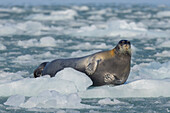 Bartrobbe, Erignathus barbatus, adulte Robbe auf einer Eisscholle, Spitzbergen, Norwegen