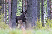  Moose, Alces alces, bull with velvet antlers, summer, Vaermland, Sweden 
