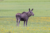  Moose, Alces alces, female moose in spring, Vaermland, Sweden 