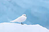 Elfenbeinmoewe, Pagophila eburnea, adulter Vogel sitzt auf dem Eis, Svalbard, Norwegen