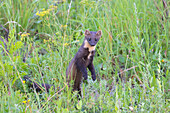  Pine marten, Martes martes, standing on its hind legs in a meadow, Schleswig-Holstein, Germany 