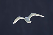 Elfenbeinmöwe, Pagophila eburnea, adulter Vogel im Flug, Svalbard, Norwegen