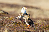  Martial runner, Philomachus pugnax, courting males in magnificent plumage, Lapland, Sweden 