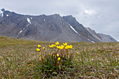 Moor-Steinbrech, Saxifraga hirculus, blühend, Spitzbergen, Norwegen