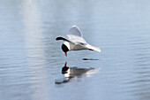 Zwergmöwe, Larus minutus, adulter Vogel im Prachtkleid faengt Insekten vom Wasser, Jämtland, Schweden