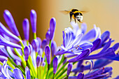 Agapanthus, Schmucklilie, wird von Hummel besucht, in Bayern, Deutschland
